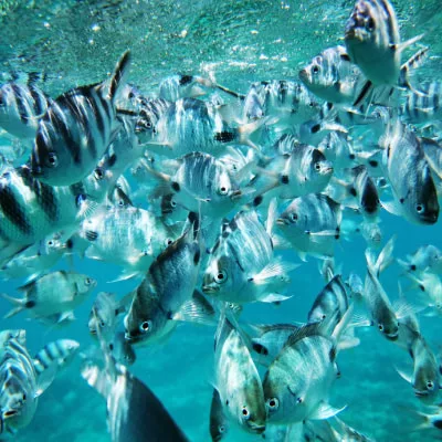 Glass Bottom Boat Trip in Mauritius