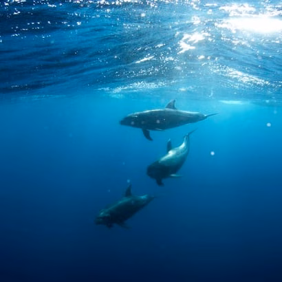Swimming with Dolphins