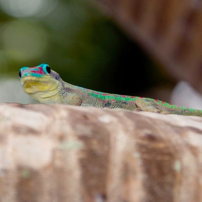 Endemic species at Ile aux Aigrettes