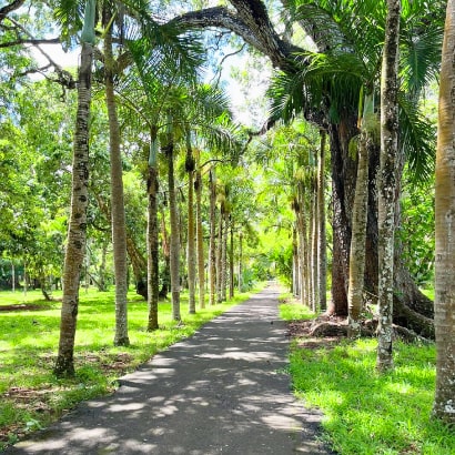 Talipot Palm in Sir Seewoosagur Ramgoolam Botanical Garden