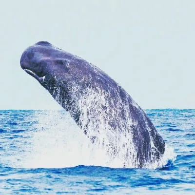 Humpback whale in the Indian Ocean