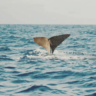 Whale watching in Mauritius