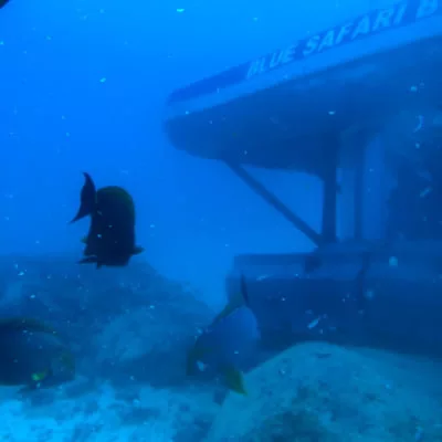 Submarine dive in Mauritius