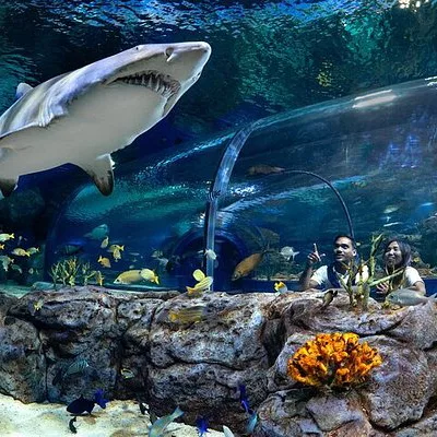 Shark Odysseo Oceanarium in Mauritius