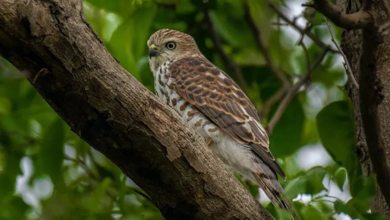 mauritius flora and fauna Mauritian Kestrel
