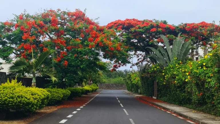 flamboyant cover Super Holidays | Top 8 places for photoshoot of Flamboyant Trees in Mauritius