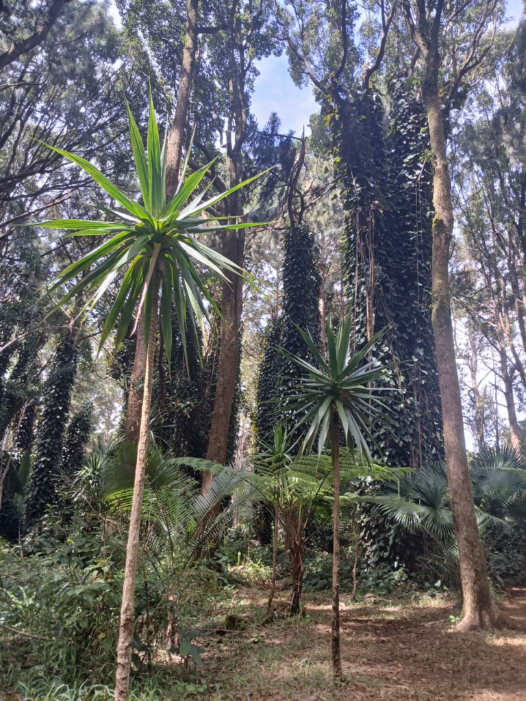 Super Holidays | Discovering Mauritius's Endemic Forests—Beyond the Beaches to Hidden Natural Treasures Mauritius Ebony Forest hiking trail through restored native woodland
