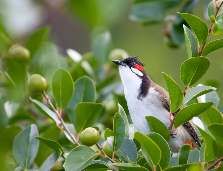 endemic forest with bird endemic forest with bird
