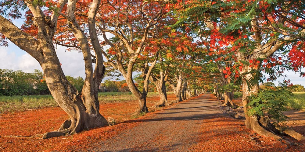 mont choisy flamboyant