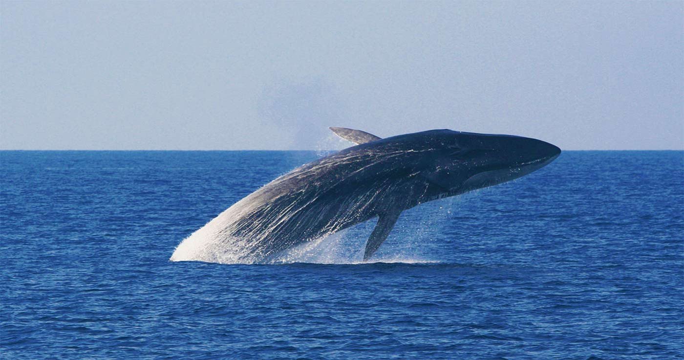 whales-trip-mauritius Humpback whale breaching the ocean surface with water splashing around it
