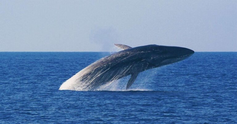 whales-trip-mauritius Super Holidays | Whale Watching in Mauritius: Best Time to Go & What to Expect (2026 Season Guide)